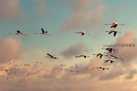 火烈鸟群飞越霞光云海的壮丽瞬间