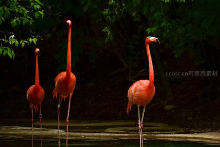 三只火烈鸟静立水边绿荫下的剪影