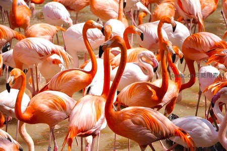 密集火烈鸟群展现绚丽羽色