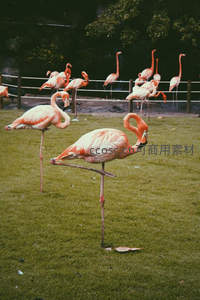 草坪上火烈鸟单腿休憩姿态
