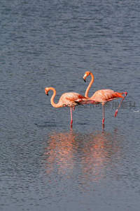 水边双影：火烈鸟的优雅共舞