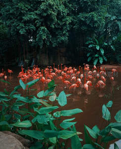 热带秘境：火烈鸟群栖息的绿洲
