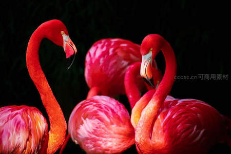 暗影中几只火烈鸟静谧伫立