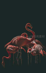 暗调火烈鸟剪影，神秘优雅姿态