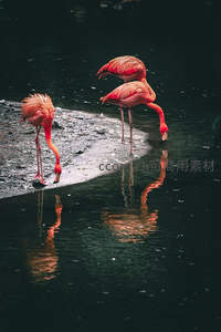 水边火烈鸟倒影如画