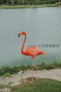 湖畔孤影火烈鸟独立