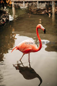 水中倒影的火烈鸟漫步