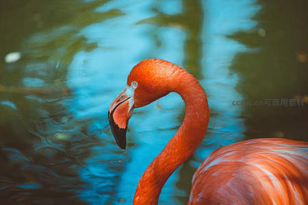 火烈鸟低头饮水特写