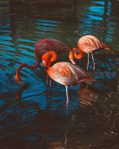 三只火烈鸟水中觅食群像