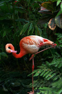 热带雨林中火烈鸟单腿休憩