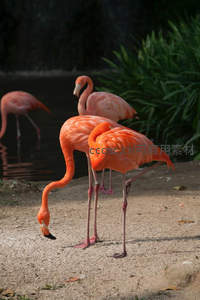 群聚火烈鸟，水边觅食姿态生动