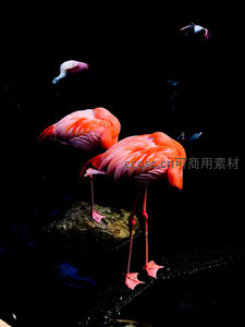 暗夜火烈鸟，粉羽倒影如梦似幻