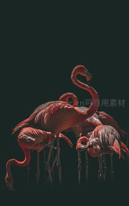 暗调光影下火烈鸟剪影