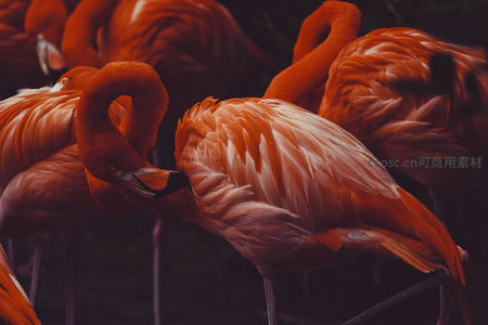 火烈鸟亲密理羽温馨时刻