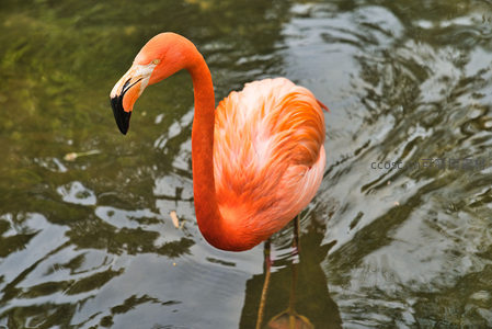 水中静立的火烈鸟特写