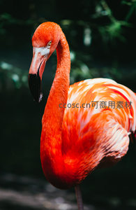 橙红火烈鸟侧颜凝视，眼神深邃而专注