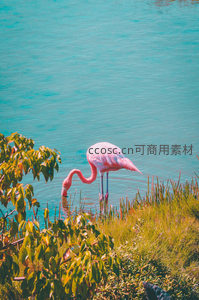 粉红火烈鸟湖畔觅食，绿植环绕碧水如镜