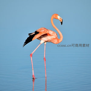 蓝天映衬下火烈鸟单脚独立，羽翼微展姿态翩跹