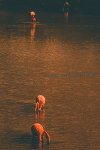 暮色中火烈鸟群水中觅食，金色波光荡漾如诗