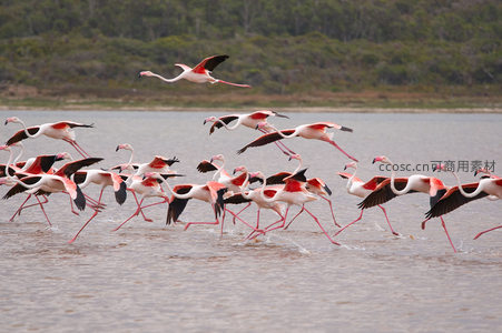 火烈鸟群在浅滩上奔跑飞翔