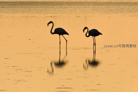 夕阳下火烈鸟剪影，倒影如画