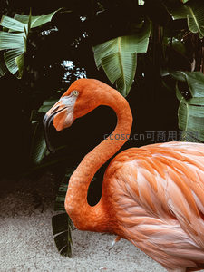 热带植物丛中的火烈鸟侧颜