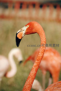 火烈鸟颈部曲线与喙部细节特写