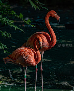 特写火烈鸟优雅颈线姿态