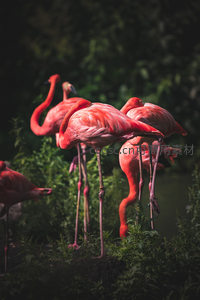 火烈鸟丛中绿意盎然