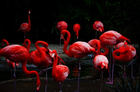 暗影中的火烈鸟群优雅伫立