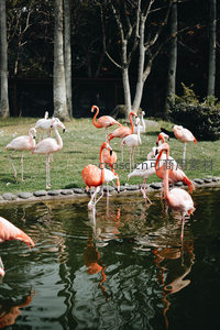 湖畔火烈鸟倒影如诗如画