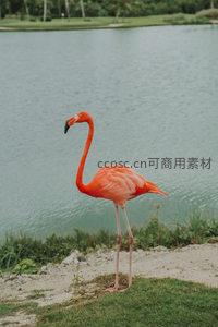 单只火烈鸟湖岸独立凝望