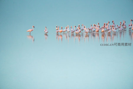 湖面倒影中的粉红火烈鸟群