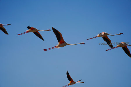 蓝天翱翔的火烈鸟飞行队列