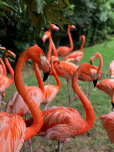火烈鸟群栖息于绿意盎然的林间草地