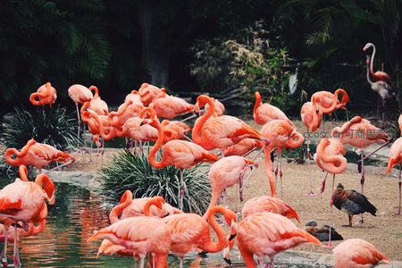 火烈鸟群聚集池塘边姿态万千