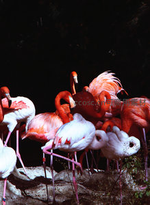 灯光下火烈鸟群姿态各异色彩斑斓
