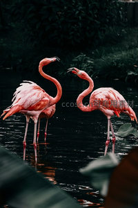 两只火烈鸟水中优雅互动