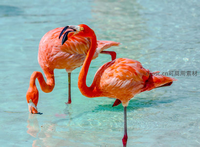 三只火烈鸟在浅水区优雅觅食