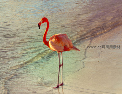 粉红火烈鸟伫立浅滩，夕阳余晖洒满全身