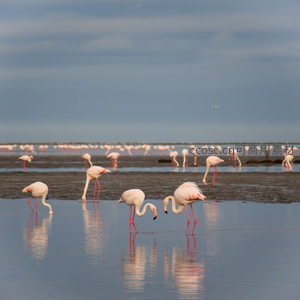 群鸟觅食，火烈鸟在湿地中形成粉色倒影画卷