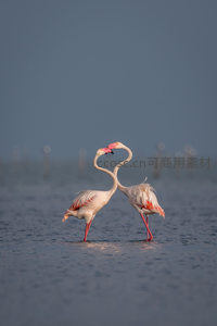 双火烈鸟水中相拥，颈成心形浪漫唯美