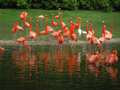 火烈鸟群栖水岸，倒影斑斓如画境