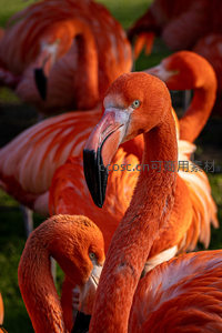 火烈鸟群特写，羽毛鲜艳姿态优雅