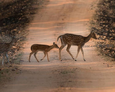 三只梅花鹿穿越土路，夕阳余晖