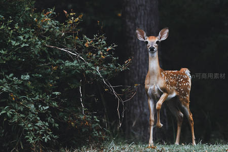 幼鹿立于林边，好奇凝视镜头