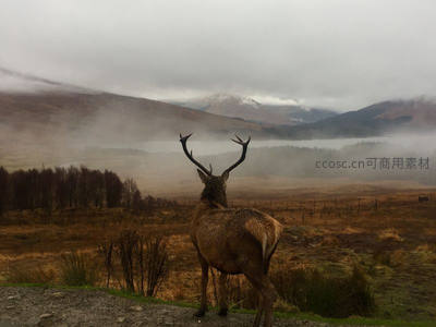 雾中雄鹿远眺山峦，云海缭绕如仙境