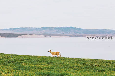 绿茵坡上小鹿悠然漫步湖光山色间