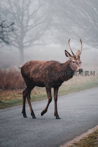 雾霭林间鹿踏小径，回眸一瞥动人心