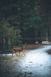 雪径漫步鹿影，林间静谧时光